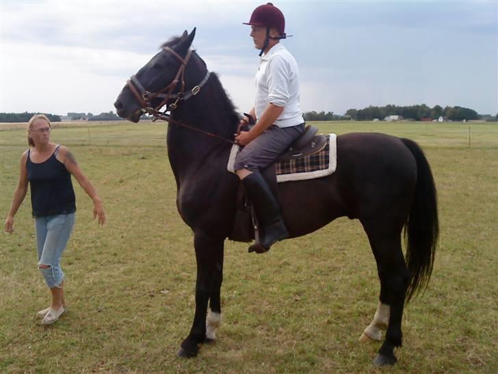 Hollandsk Varmblod Tornado - fik min hest så uventet at jeg intet ridetøj har endnu kun mine gamle støvler og hjelm billede 2
