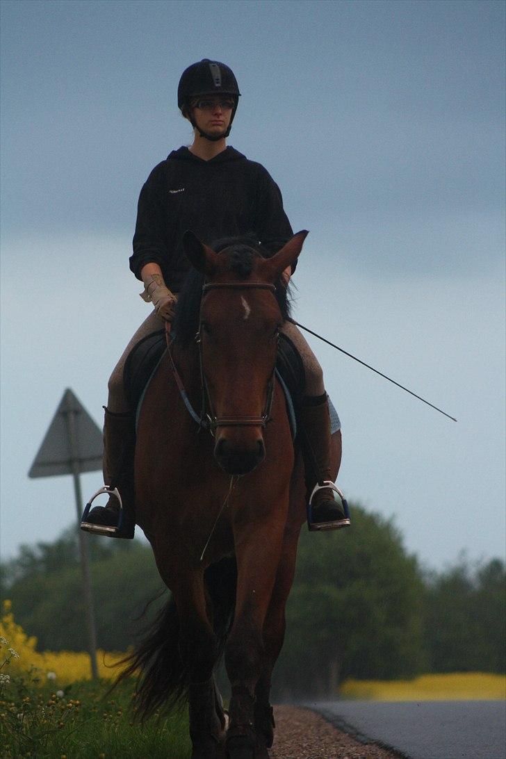 Noriker Bruno Diamant XVI - Efter træning d.12 maj . Foto mathilde jso billede 10