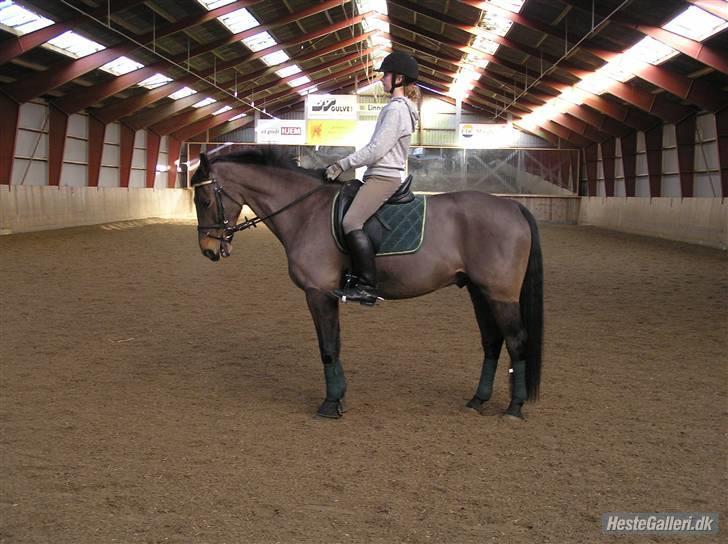 Dansk Varmblod Stjer'cerre  - Hej :) Velkommen til min profil kig jer omkring og lig gerne en kommentar og bedømmelse :) OBS Flere billeder er på vej :) billede 1