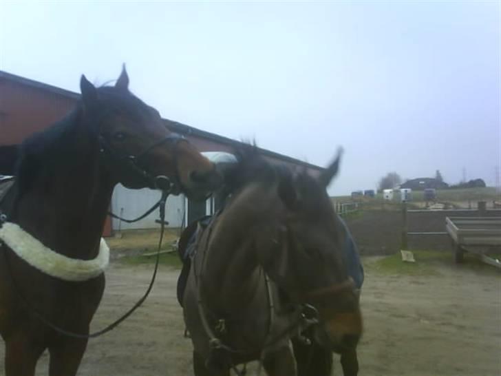 Dansk Varmblod Stjer'cerre  billede 2