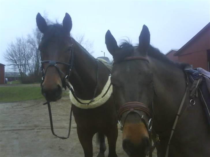 Dansk Varmblod Stjer'cerre  billede 3