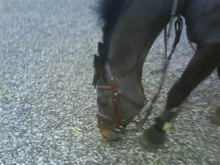 Dansk Varmblod Stjer'cerre  billede 4