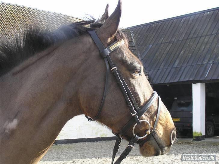 Dansk Varmblod Stjer'cerre  billede 5