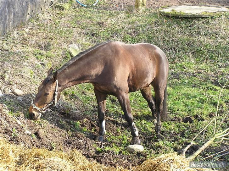Dansk Varmblod Stjer'cerre  billede 6