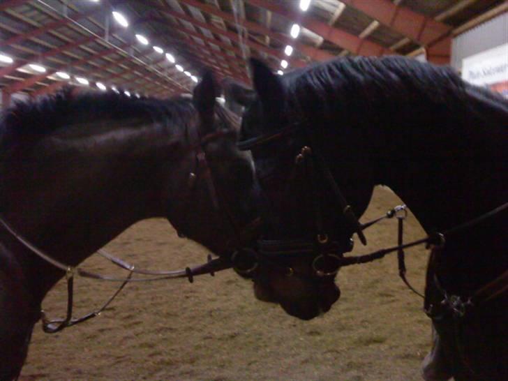 Dansk Varmblod Stjer'cerre  billede 7