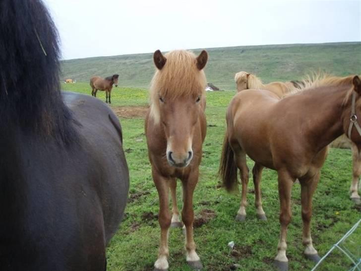 Islænder Geisli frá Hvammi II - godmorgen! billede 8