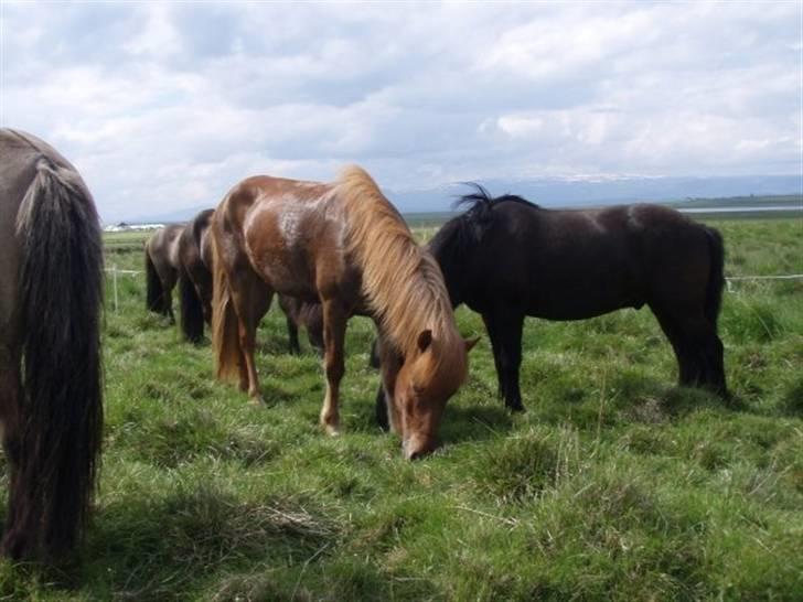 Islænder Geisli frá Hvammi II - pause på island :) billede 9