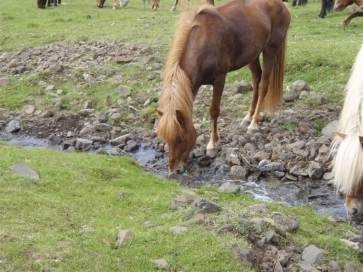 Islænder Geisli frá Hvammi II - pause på island sammen med flokken billede 10