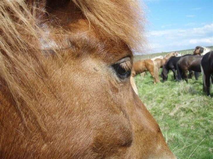 Islænder Geisli frá Hvammi II - elsker dig allerede <3 billede 11