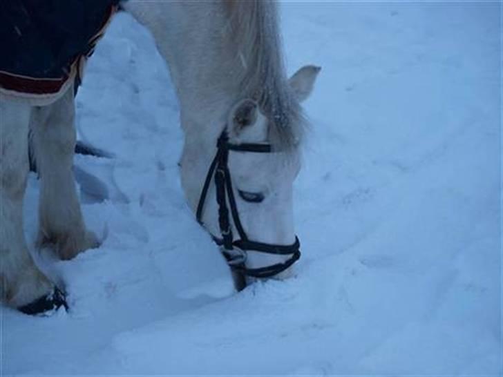 Welsh Pony (sec B) Dundee - (red) solgt! - *1*Velkommen til Dundees profil læg meget gerne en kommentar + Bedømmelse. Vi giver selvfølelig tilbage.:). Taget af: Clara. MAN MÅ IKKE KOPIRE MINE BILLEDER!! billede 1