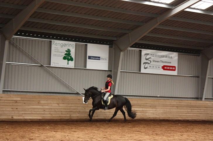 Anden særlig race Thyra - Dejlig pony! Foto Mathilde billede 5
