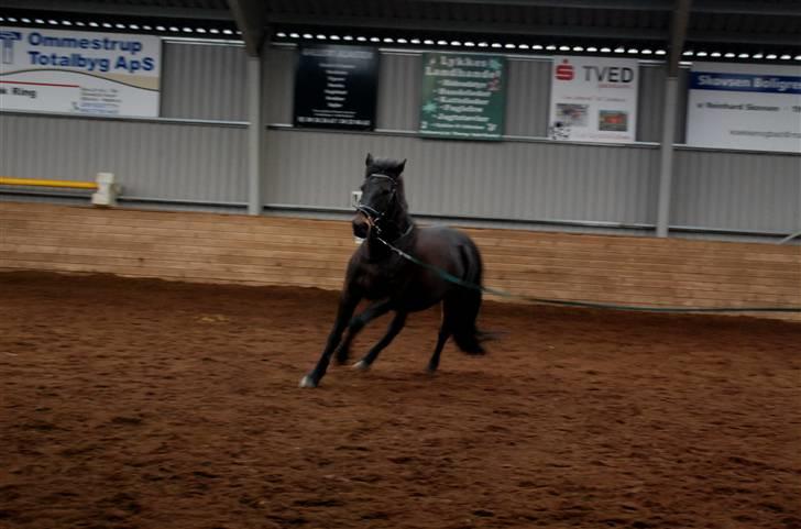 Anden særlig race Thyra - Øver i longe. Hun er blevet dygtig:D Foto: Mathilde billede 7