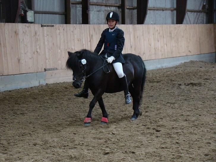 Anden særlig race Tøsen<3  - Opvarmning til spring uden sadel :)  billede 11