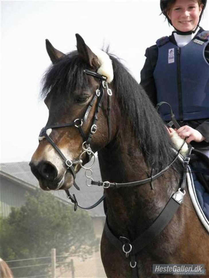 New Forest Charlie <3 - Stævne på GSPR :) Foto: Isabella billede 2