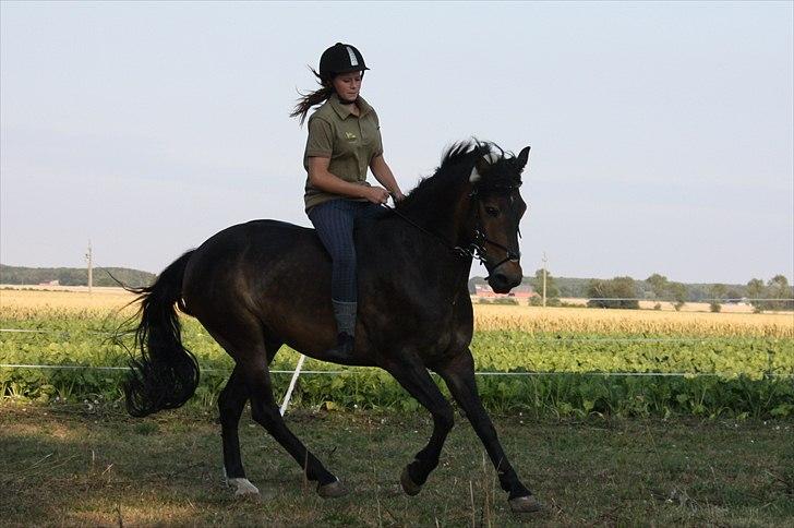 New Forest Charlie <3 - Tossen og mig :D første gang galop uden sadel.. billede 6