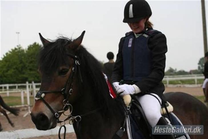 New Forest Charlie <3 - Stævne på ØLR :) Foto: Picola billede 8