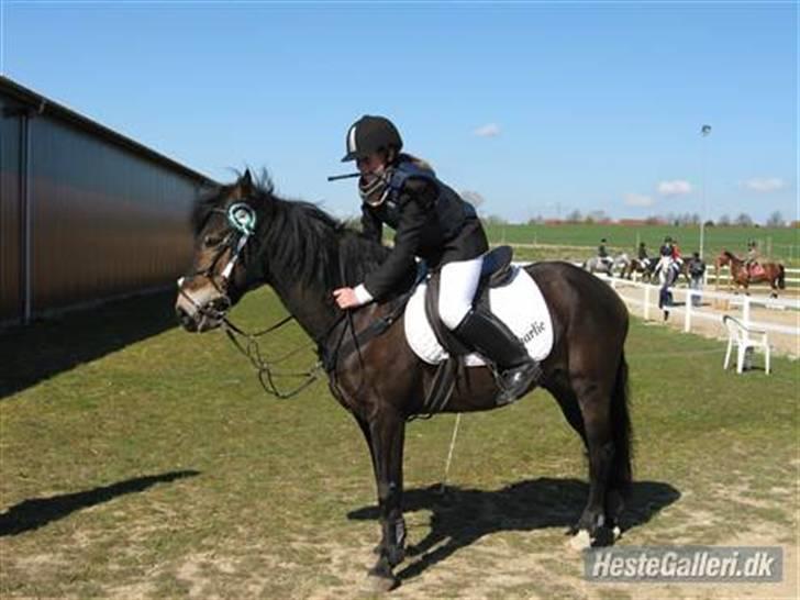 New Forest Charlie <3 - Stævne på MARK :) Foto: Kitte billede 11