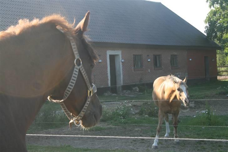 Tysk Sportspony Bonetto D B-pony - Hva laver Bounty lige?? (: billede 10