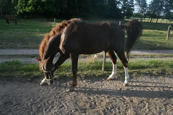 Tysk Sportspony Bonetto D B-pony billede 12