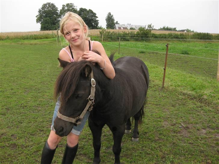 Shetlænder Evita   /Solgt/ - se min bedste venindes søde hoppe. billede 1