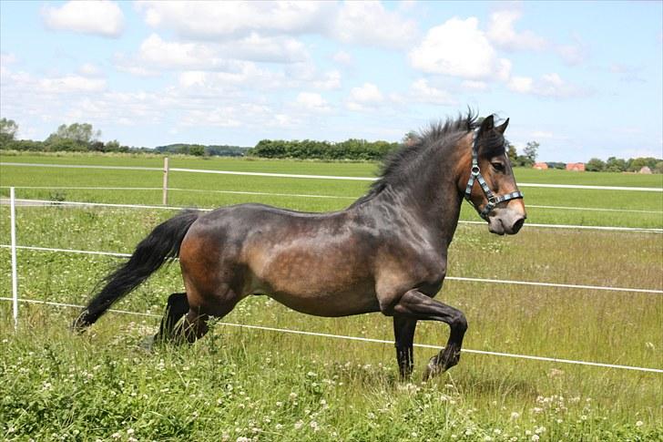 New Forest Charlie <3 - Charlie :) 23/6/10 billede 20