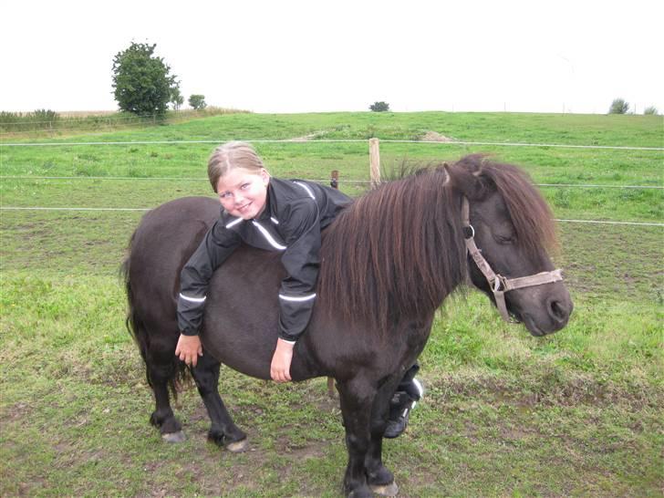 Shetlænder Evita   /Solgt/ - min bedste veninde slapper af. billede 2