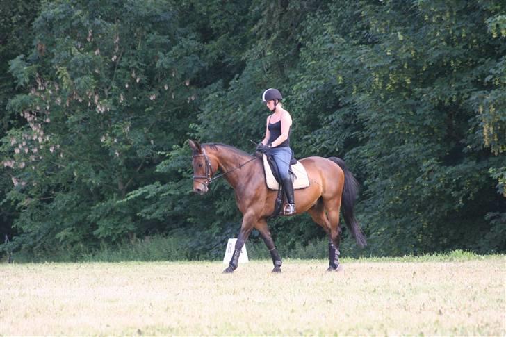 Dansk Varmblod Flying Z II billede 7