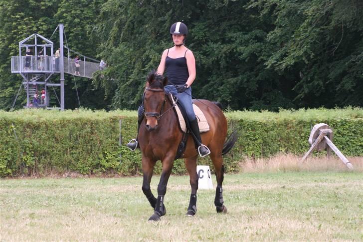 Dansk Varmblod Flying Z II billede 8