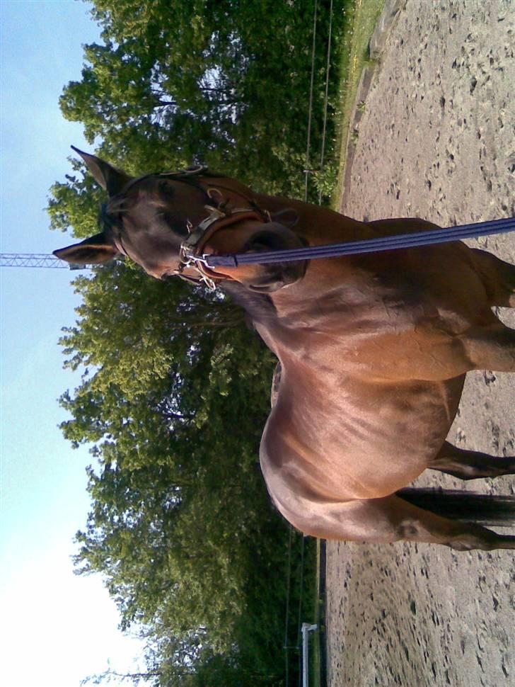 Dansk Varmblod Flying Z II billede 9