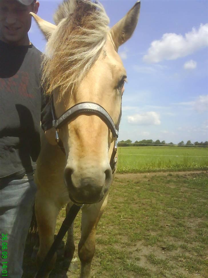 Fjordhest Silas *Solgt* - mm en vind i varmen og ny grime billede 15