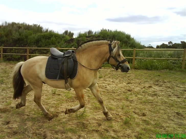 Fjordhest Silas *Solgt* - 3/8-09.. fri longering (uden line) - kan altså godt være vallak og samarbejde... billede 17
