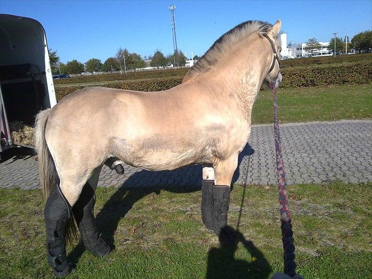 Fjordhest Silas *Solgt* - hold da op, hva er det og hvor er jeg henne...... det første gang jeg kører trailer alene billede 18