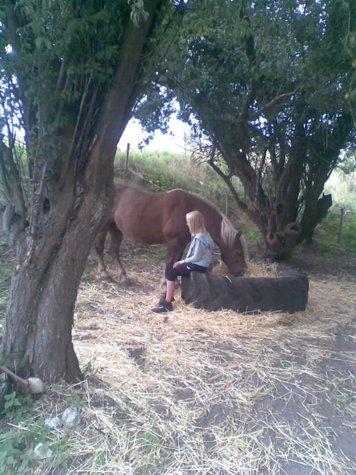 Haflinger Fantazia lundgaard R.I.P. billede 15
