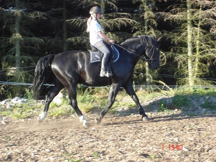 Oldenborg MAX  SOLGT - Han re degyndt at gå rigtig godt, her med Freja billede 18