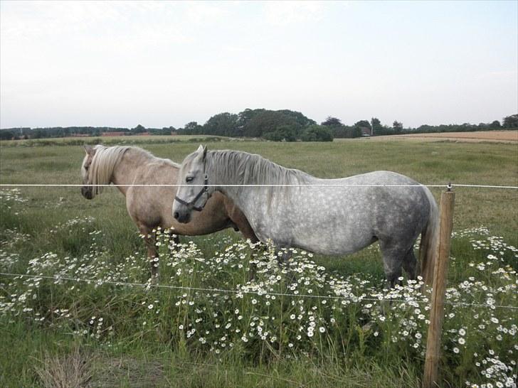 Anden særlig race Sussi billede 17
