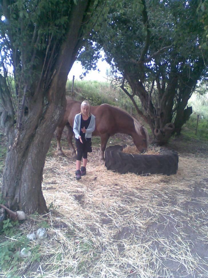 Haflinger Fantazia lundgaard R.I.P. billede 16