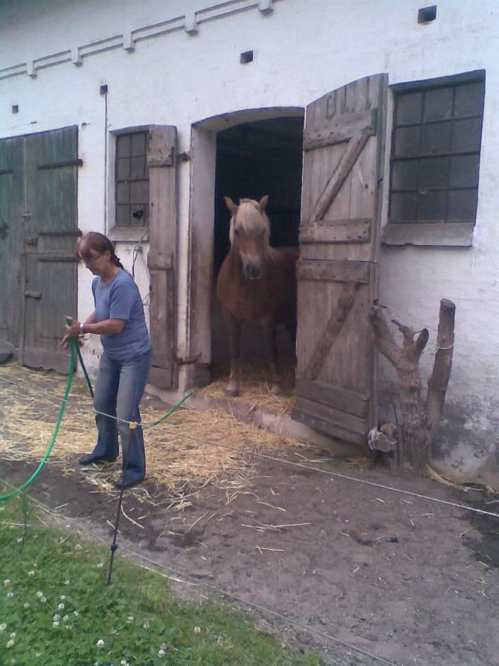Haflinger Fantazia lundgaard R.I.P. billede 17