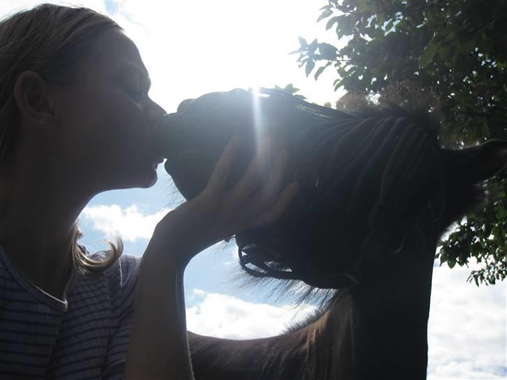 Shetlænder Sally - 15. Kyys! <3 billede 15