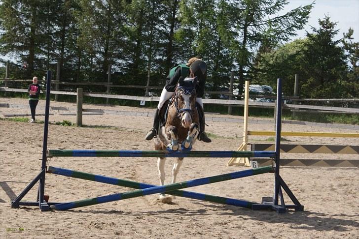 Knabstrupper Indy   - Du springer fantastisk! 
Og det ved jeg at Mille også syntes! *-: billede 8