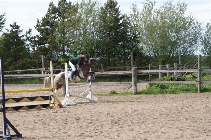 Knabstrupper Indy   billede 9