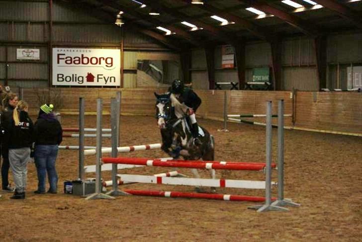 Knabstrupper Indy   billede 10