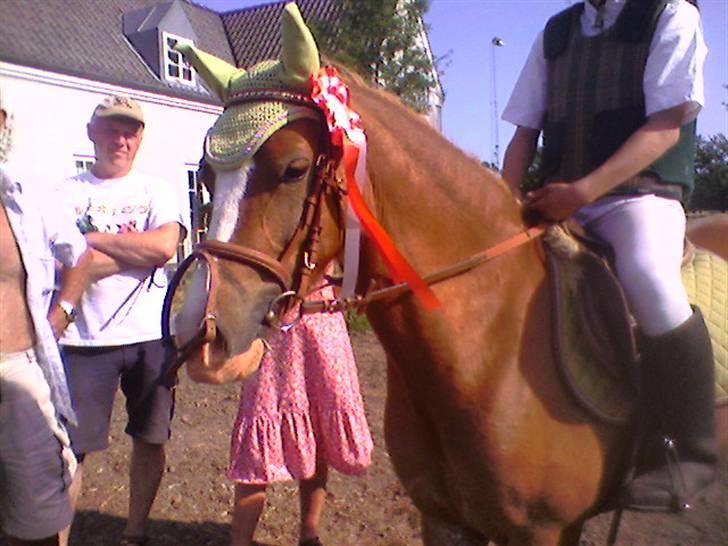 Welsh Pony af Cob-type (sec C) Anabell - Mig og Anabell vandt klassen. tror det var en LD. :D billede 15