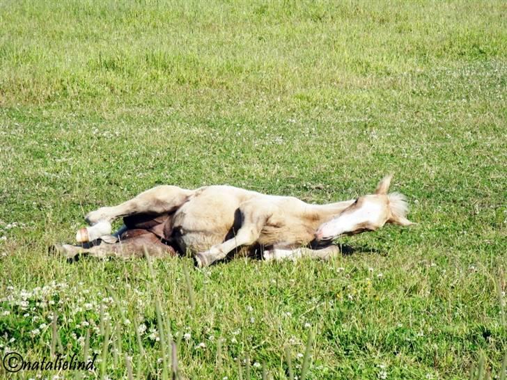 Palomino Kvolsbæks New Nirvana - efter en lang dag, er det altid godt med en lur. billede 10