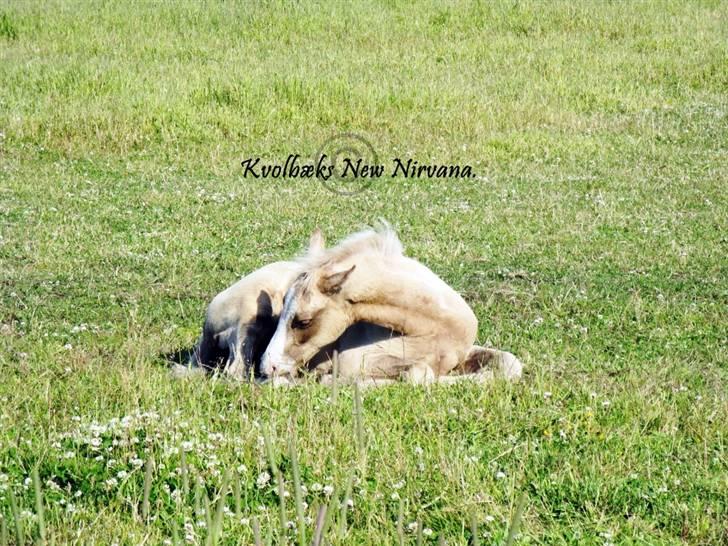 Palomino Kvolsbæks New Nirvana - jo, den er god nok. - jeg er en dreng! billede 11