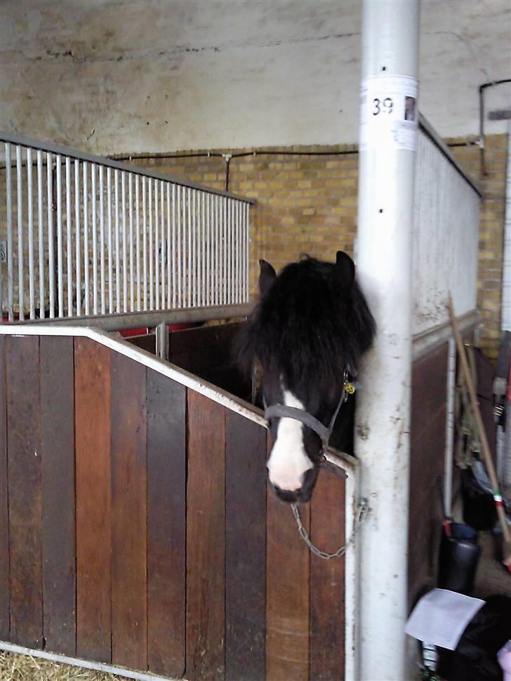 Anden særlig race Trigger (min gamle pony) billede 4