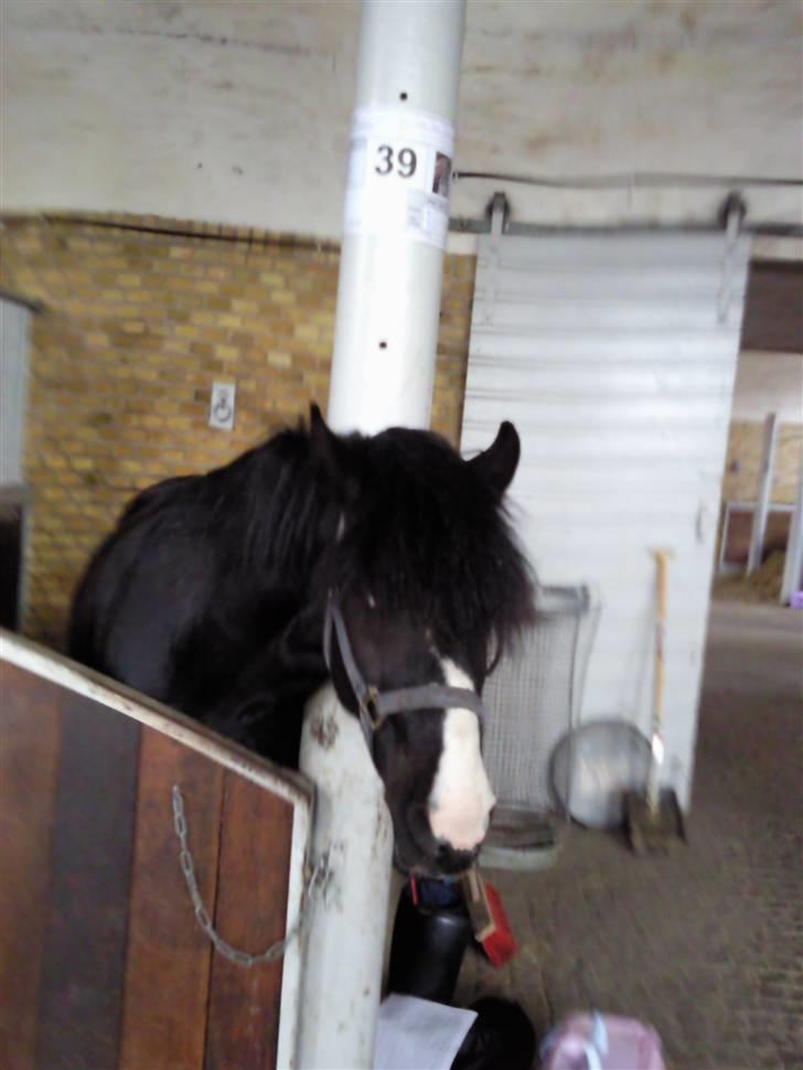 Anden særlig race Trigger (min gamle pony) billede 5