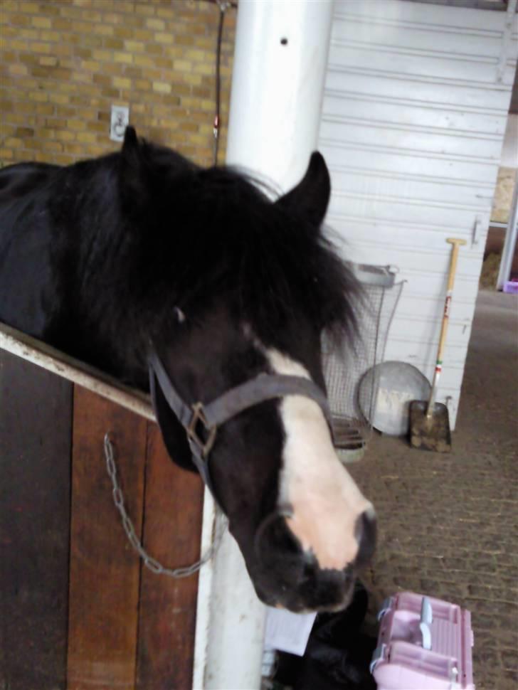 Anden særlig race Trigger (min gamle pony) billede 6