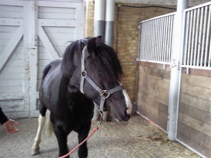 Anden særlig race Trigger (min gamle pony) billede 7