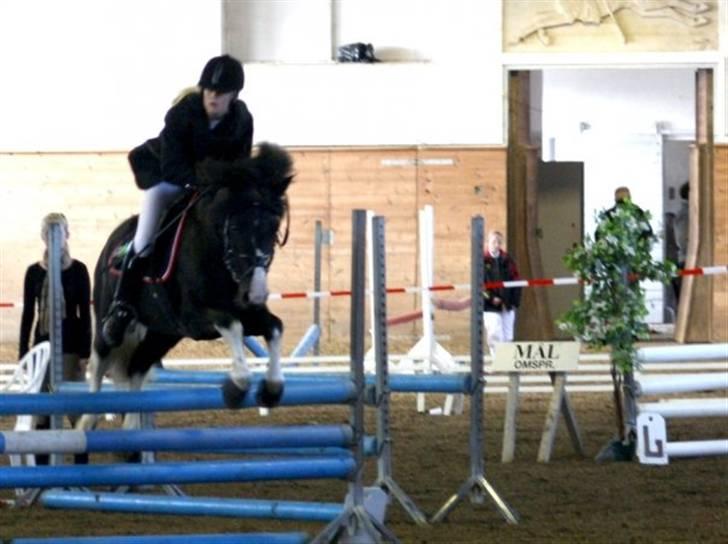 Anden særlig race Trigger (min gamle pony) billede 8