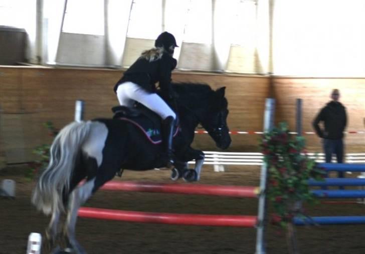 Anden særlig race Trigger (min gamle pony) billede 9